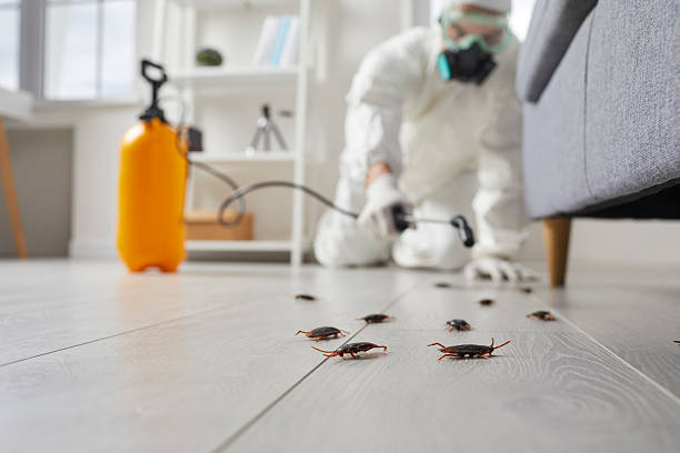 Trusted Rodent Control service in Neptune Beach, FL - Nex Pest Control